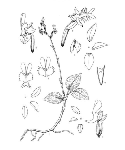 Natural compounds from  Anoectochilus roxburghii